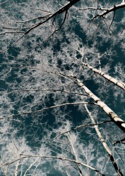 Incandescence 300X400